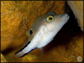 Canthigaster rostrata