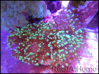 Euphyllia paradivisa bi-color S