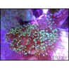 Euphyllia paradivisa bi-color S