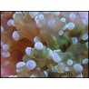 Euphyllia paradivisa green fluo M