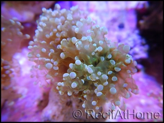 Euphyllia paradivisa green fluo M