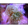 Euphyllia paradivisa green fluo M