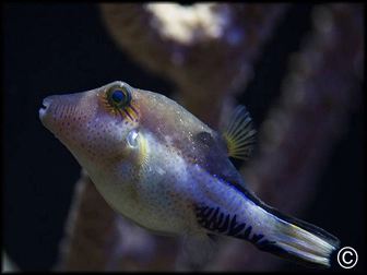 Canthigaster solandri