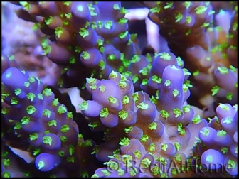 WYSIWYG Acropora nana green tips