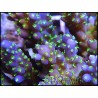 WYSIWYG Acropora nana green tips