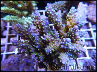 WYSIWYG Acropora nana green tips