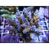 WYSIWYG Acropora nana green tips