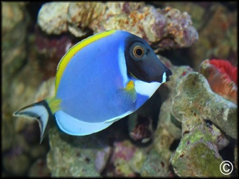 Acanthurus leucosternon