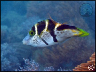 Canthigaster valentini