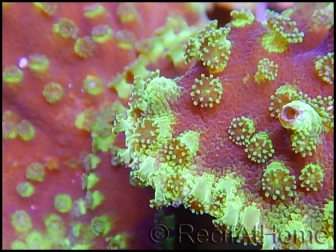 Turbinaria sp vert fluo Taille S