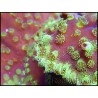 Turbinaria sp vert fluo Taille S