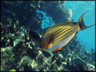 Acanthurus lineatus