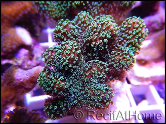 Stylophora pistillata vert fluo S