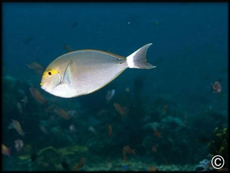 Acanthurus mata