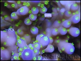 Acropora nana green Tips S