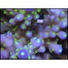 Acropora nana green Tips S