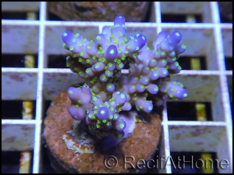 Acropora nana green Tips S