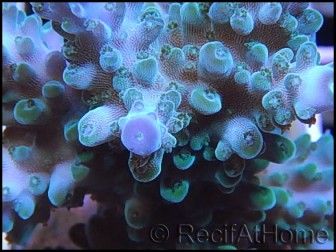 Acropora loripes Bleu S