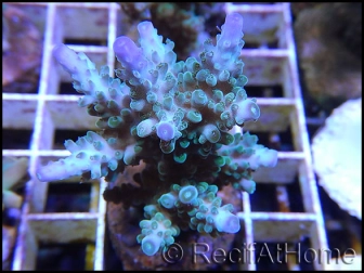 Acropora loripes Bleu S