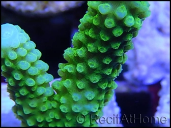 Acropora formosa vert s