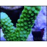 Acropora formosa vert s