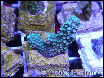 Acropora formosa Blue S