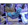 Acropora formosa Blue S