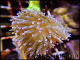 Euphyllia glabrescens pointes blanches S