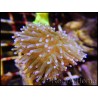 Euphyllia glabrescens pointes blanches S