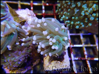 Euphyllia glabrescens verte pointe fluo S