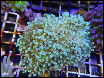 Euphyllia paradivisa green tips L