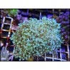 Euphyllia paradivisa green tips L