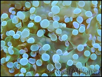 Euphyllia paradivisa green tips L