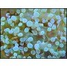 Euphyllia paradivisa green tips L