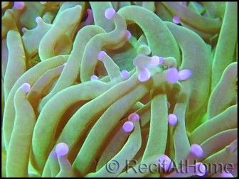 Euphyllia glabrescens Bicolor Fluogreen Pointes Roses S