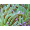 Euphyllia glabrescens Bicolor Fluogreen Pointes Roses S