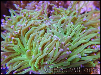 Euphyllia glabrescens Bicolor Fluogreen Pointes Roses S