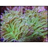 Euphyllia glabrescens Bicolor Fluogreen Pointes Roses S