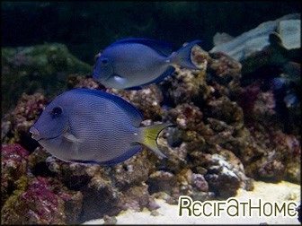 Acanthurus coeruleus