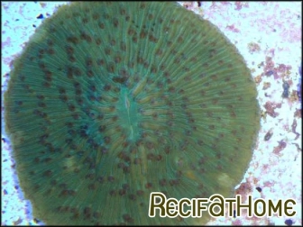 Fungia moluccensis couleur sp