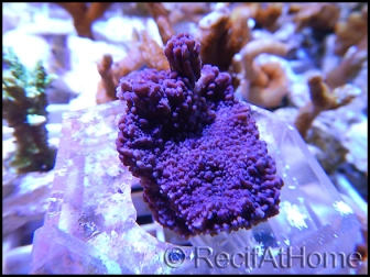 Montipora Plateau Violet S