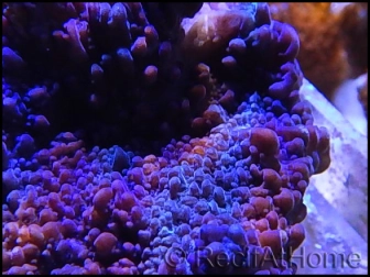 Montipora Plateau Violet S