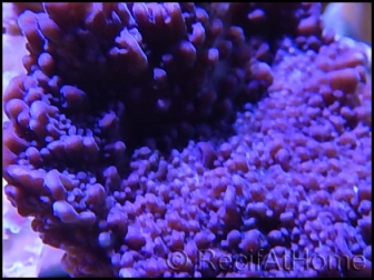 Montipora Plateau Violet S