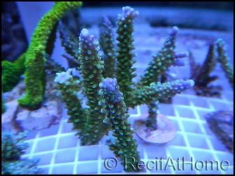 Acropora Cytherea sp vert violet taille S