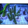 Acropora Cytherea sp vert violet taille S