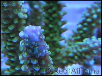 Acropora Cytherea sp vert violet taille S