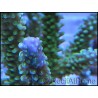 Acropora Cytherea sp vert violet taille S