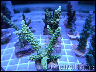 Acropora sp vert  taille S