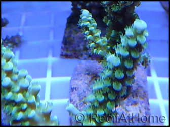 Acropora sp vert  taille S