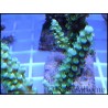 Acropora sp vert  taille S